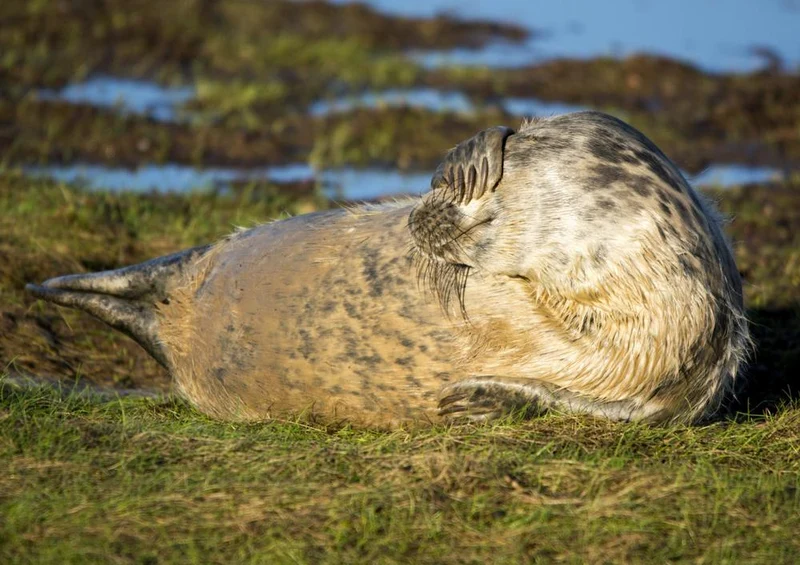 16854 Tierwelt - Flosse vor Augen Puzzle