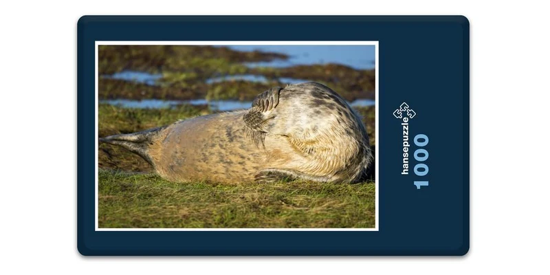 16854 Tierwelt - Flosse vor Augen Puzzle