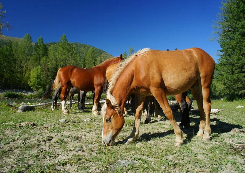 16844 Tierwelt - Pferde auf Koppel Puzzle