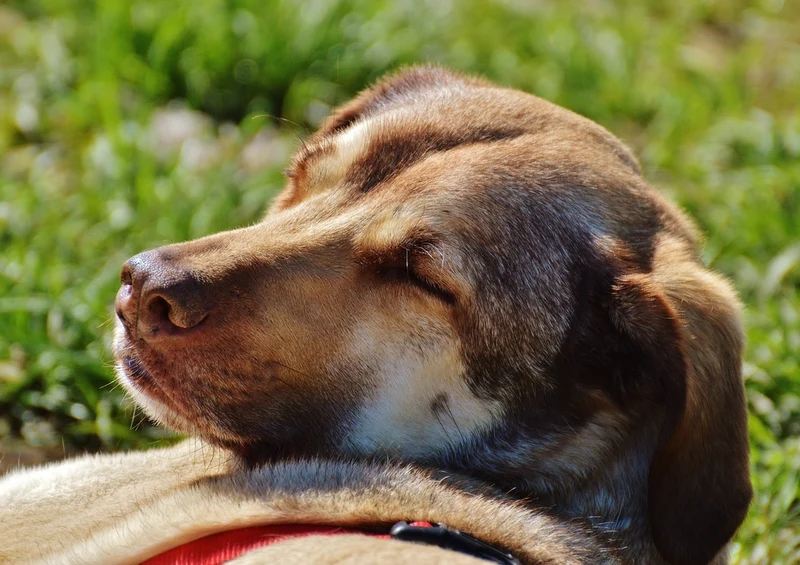 34415 Tierwelt - Hund Puzzle