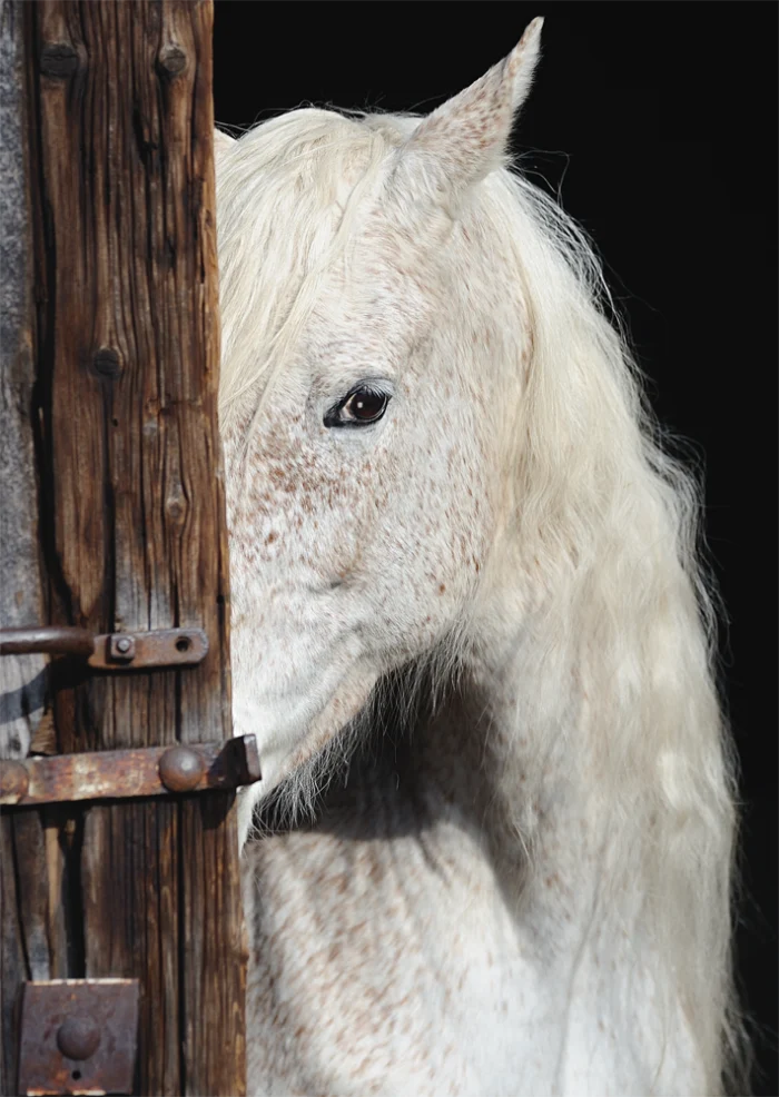 Equine Beauty