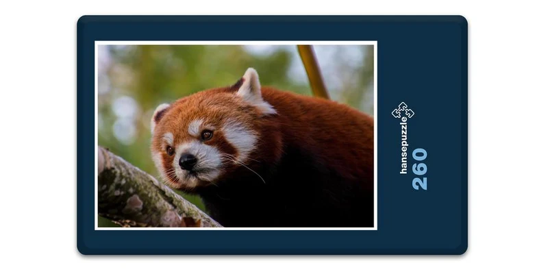 16834 Tierwelt - Roter Panda Puzzle