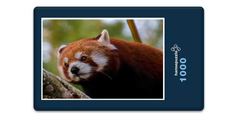 16834 Tierwelt - Roter Panda Puzzle