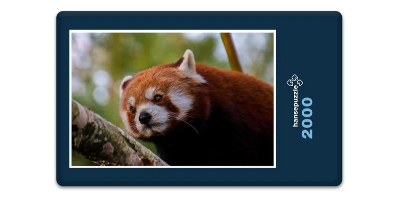 16834 Tierwelt - Roter Panda Puzzle