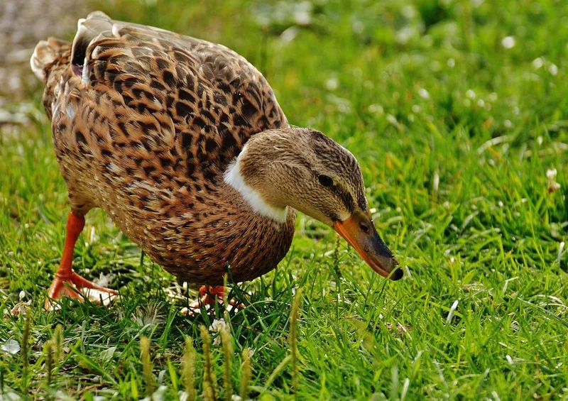 16829 Tierwelt - Ente auf Wiese Puzzle