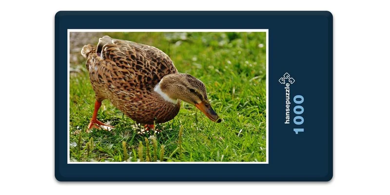 16829 Tierwelt - Ente auf Wiese Puzzle