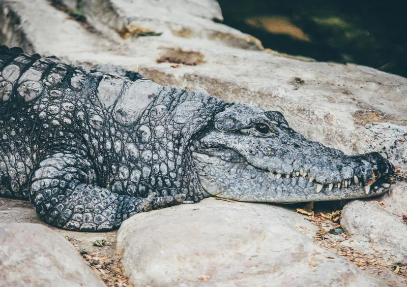 16824 Tierwelt - Krokodil Puzzle