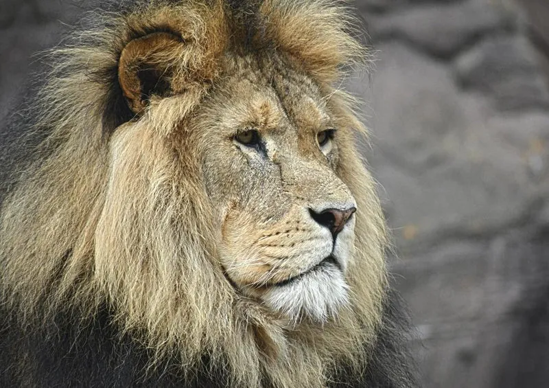 16702 Tierwelt - König der Tiere Puzzle