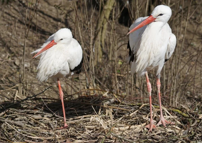 16697 Tierwelt - Storch-Familie Puzzle