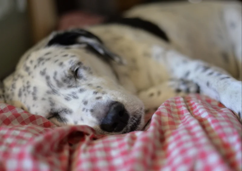 34400 Tierwelt - Hund Puzzle
