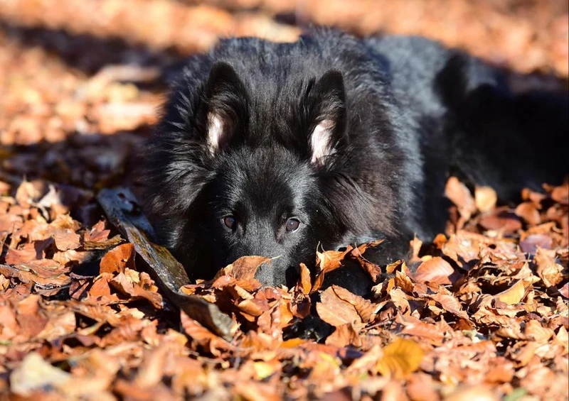 30840 Tierwelt - Hund im Laub Puzzle