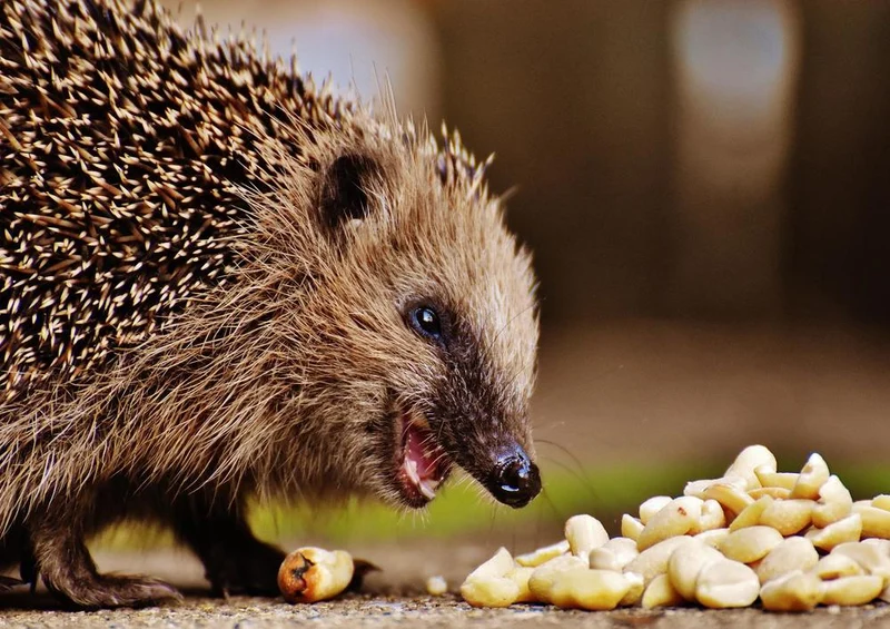 16819 Tierwelt - hungriger Igel Puzzle