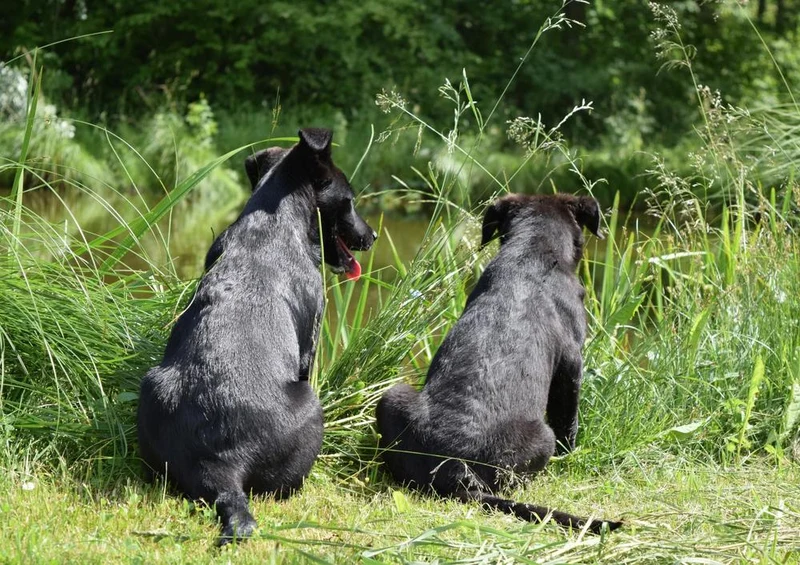 30830 Tierwelt - Hunde am Teich Puzzle