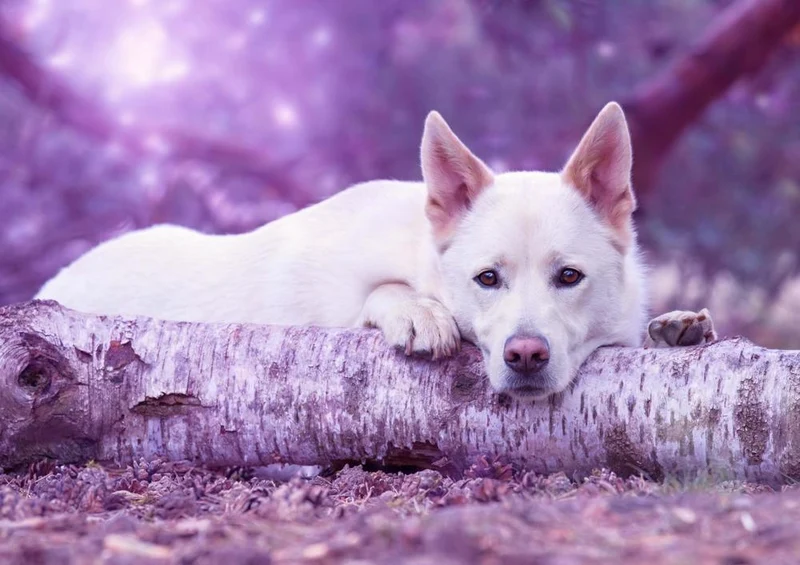 30825 Tierwelt - Hund Puzzle