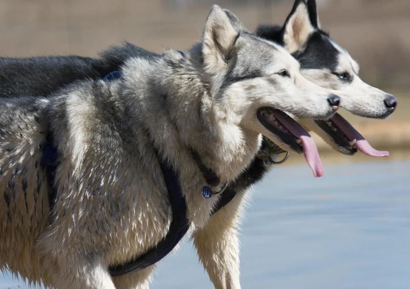 29683 Tierwelt - Husky Puzzle