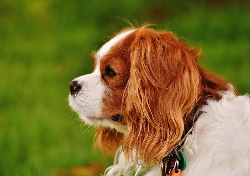 18831 Tierwelt - kleiner Hund Puzzle
