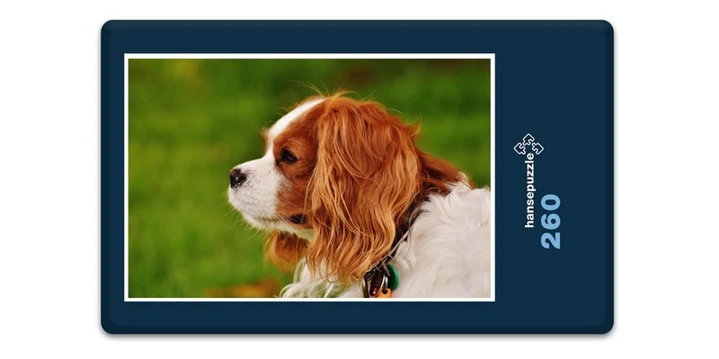 18831 Tierwelt - kleiner Hund Puzzle