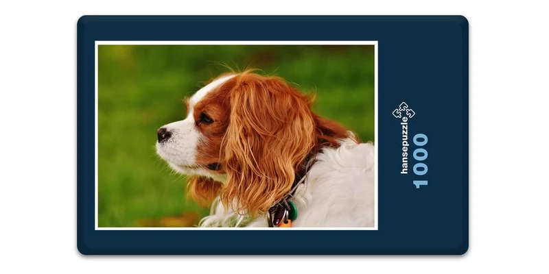 18831 Tierwelt - kleiner Hund Puzzle
