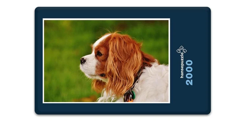 18831 Tierwelt - kleiner Hund Puzzle