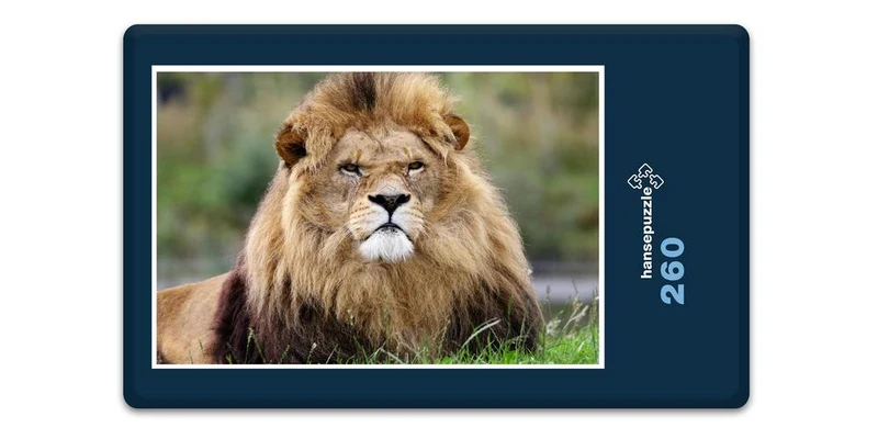 16894 Tierwelt - grimmiger Löwe Puzzle