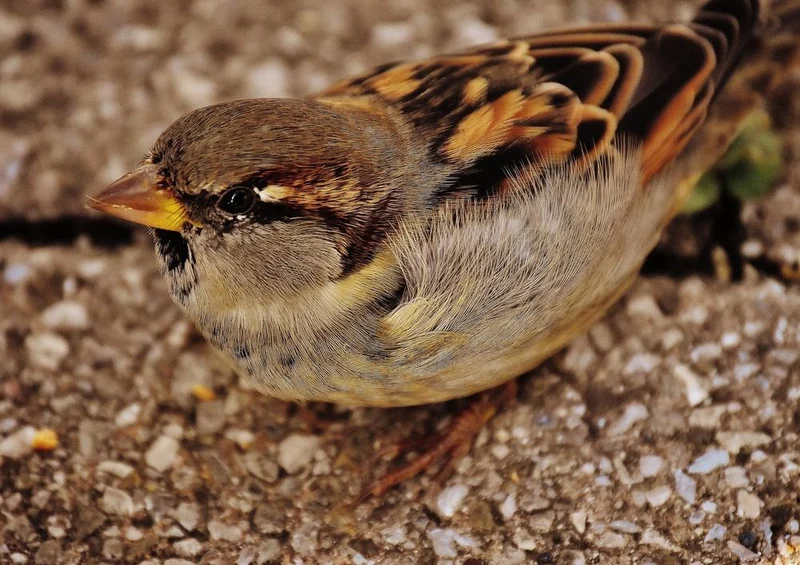 16809 Tierwelt - Spatz Puzzle