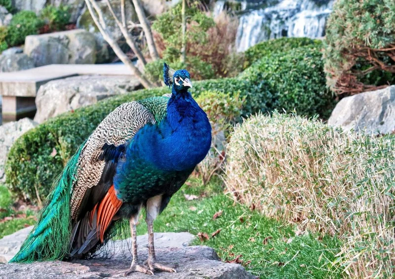 16677 Tierwelt - Vogel Pfau Puzzle