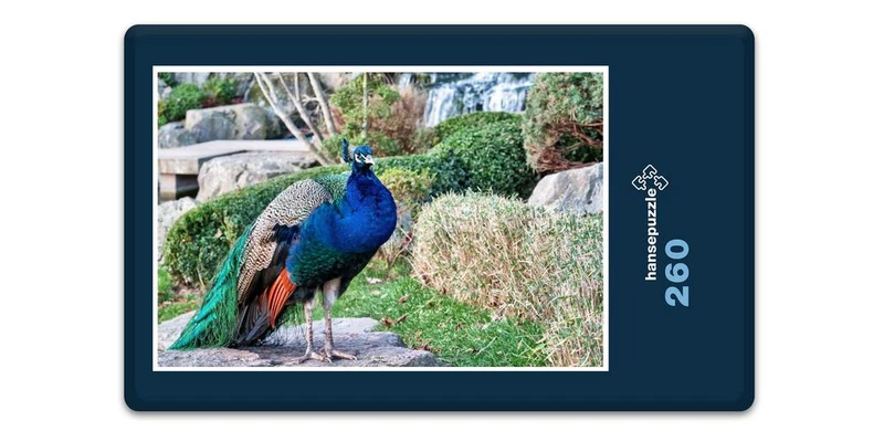16677 Tierwelt - Vogel Pfau Puzzle