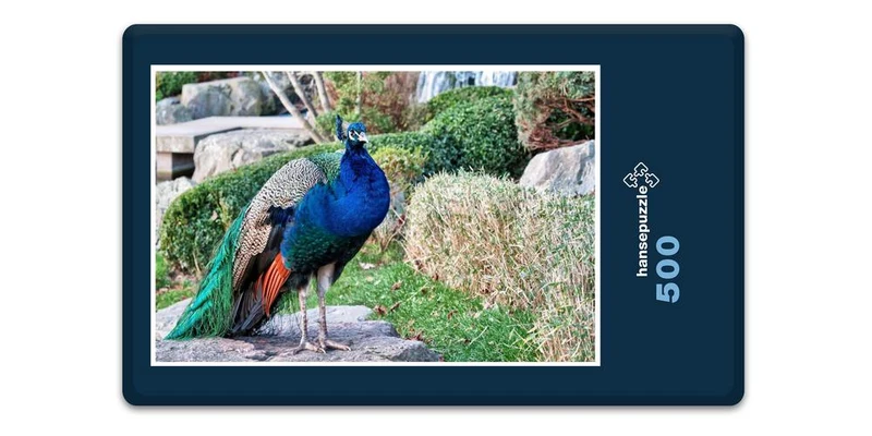 16677 Tierwelt - Vogel Pfau Puzzle
