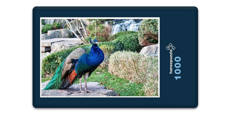 16677 Tierwelt - Vogel Pfau Puzzle