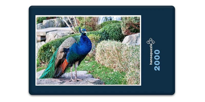 16677 Tierwelt - Vogel Pfau Puzzle