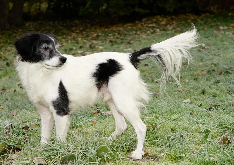 16799 Tierwelt - Hund im Garten Puzzle