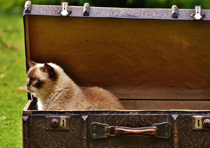 16667 Tierwelt - Katze im Koffer Puzzle