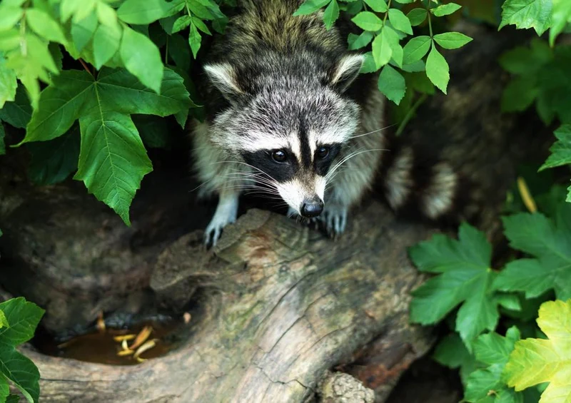 16657 Tierwelt - Waschbär im Baum Puzzle