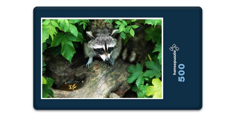 16657 Tierwelt - Waschbär im Baum Puzzle