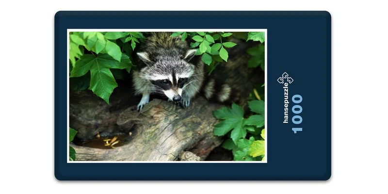 16657 Tierwelt - Waschbär im Baum Puzzle
