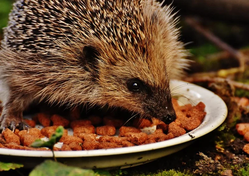 29768 Tierwelt - Igel Puzzle