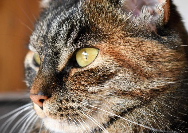 16646 Tierwelt - Katzen-Auge Puzzle