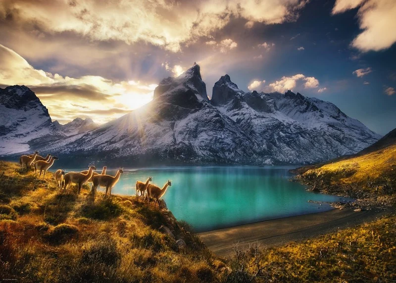 Guanacos, AVH (1000pcs)