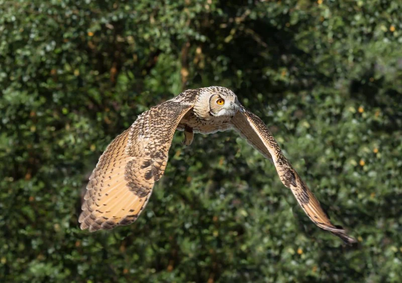 16634 Tierwelt - Eule im Flug Puzzle
