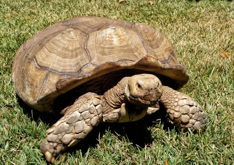 16613 Tierwelt - Schildkröte Puzzle