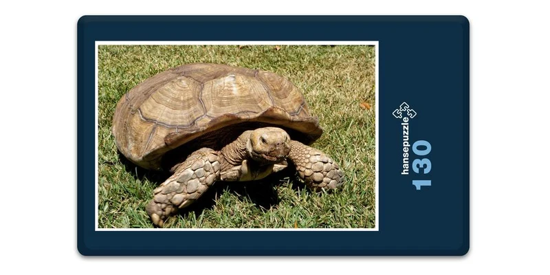 16613 Tierwelt - Schildkröte Puzzle