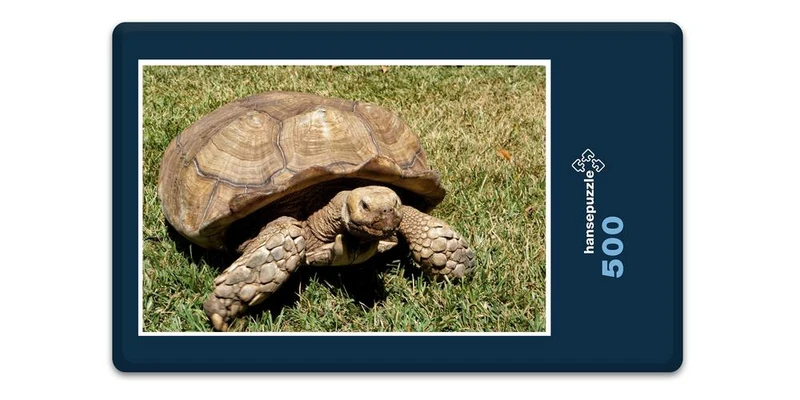 16613 Tierwelt - Schildkröte Puzzle