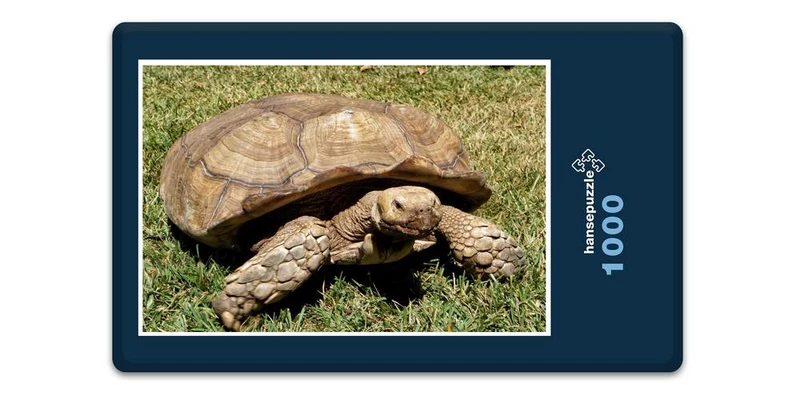 16613 Tierwelt - Schildkröte Puzzle