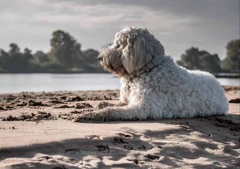 18066 Tierwelt - Hund am Strand Puzzle