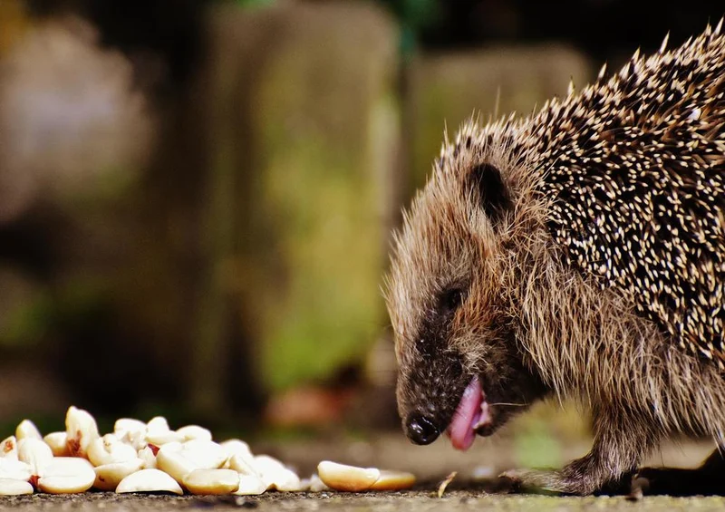 18065 Tierwelt - Igel Puzzle