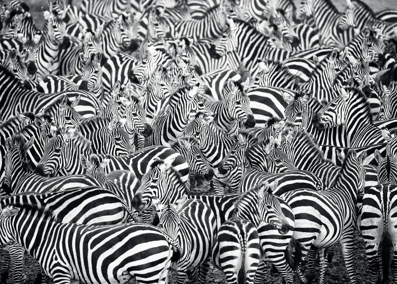 Ravensburger Zebra Challenge