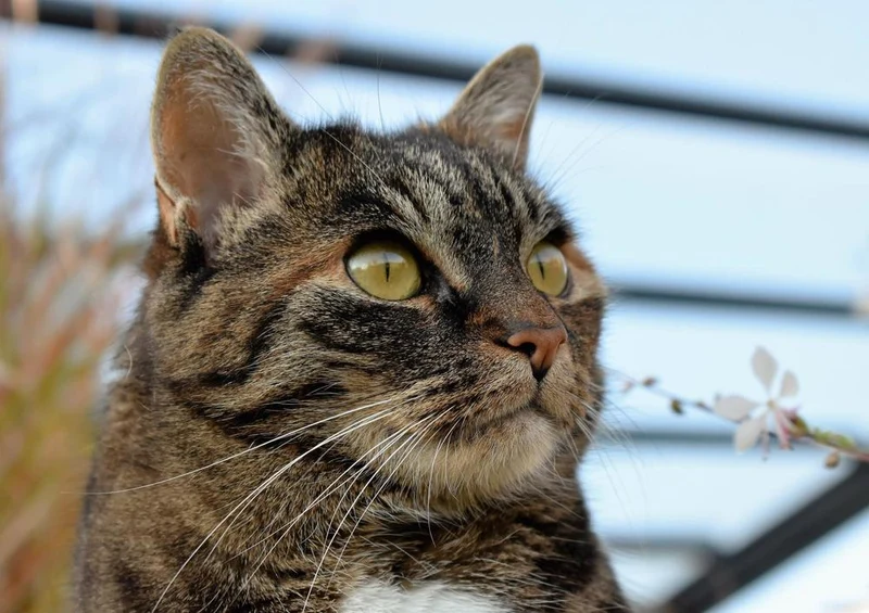18063 Tierwelt - Katzen-Auge Puzzle