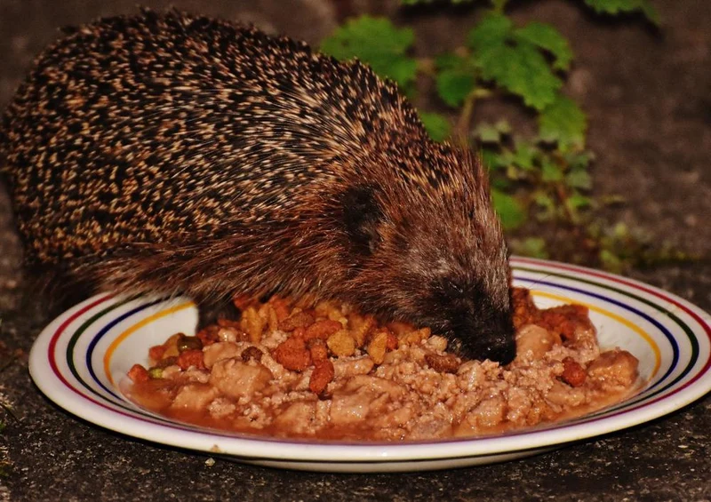 18061 Tierwelt - Igel im Teller Puzzle