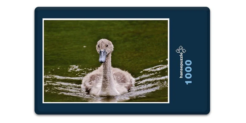 18059 Tierwelt - junger Schwan Puzzle