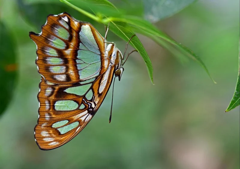 18058 Tierwelt - Schmetterling Puzzle